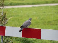 IMG 4639