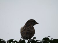 IMG 4655